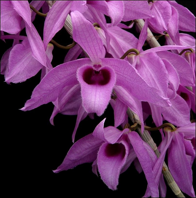 Dendrobium anosmum Dendro23