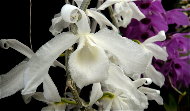 Dendrobium anosmum Dendro27