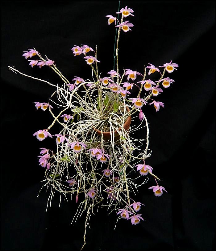 Dendrobium loddigesii Dendro35