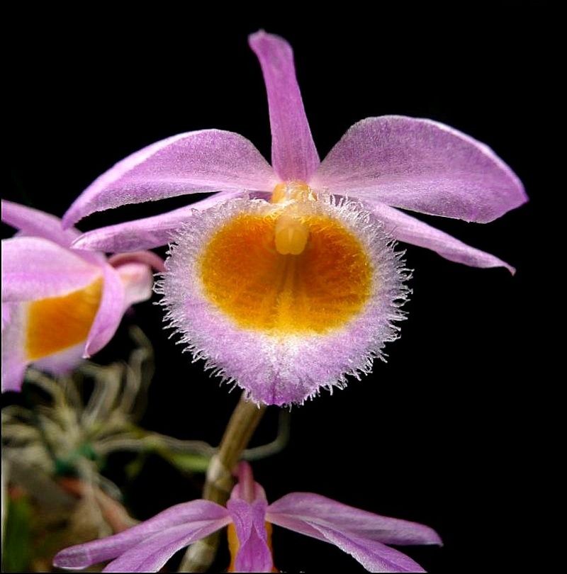 Dendrobium loddigesii Dendro36