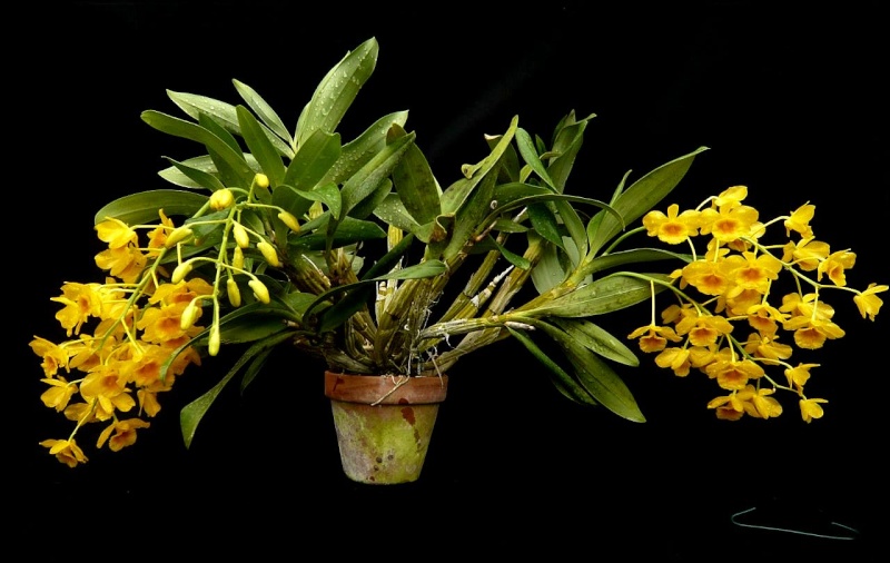 Dendrobium chrysotoxum Dendro38