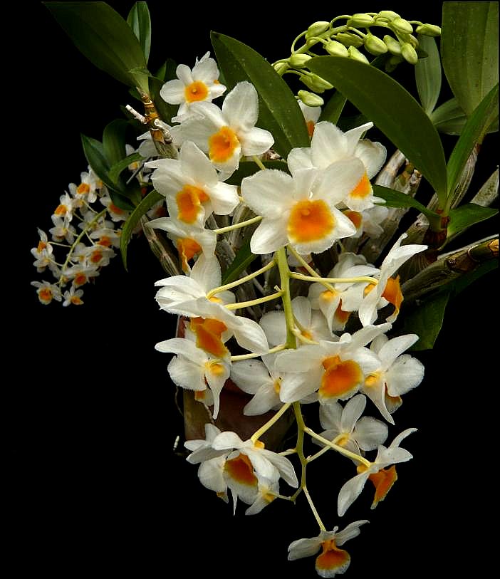 Dendrobium farmeri Dendro40