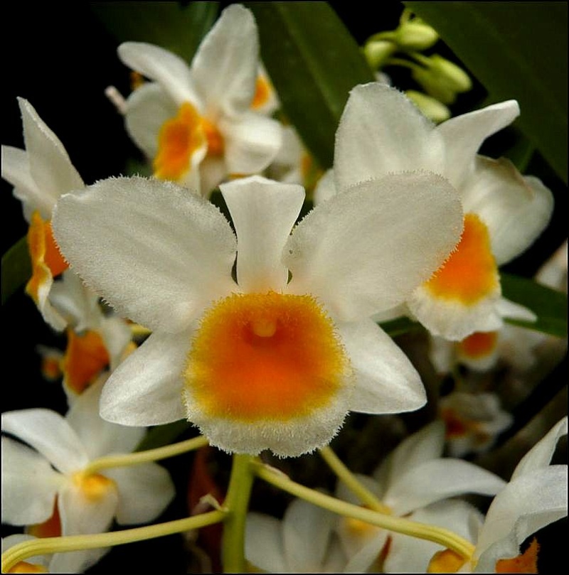 Dendrobium farmeri Dendro41