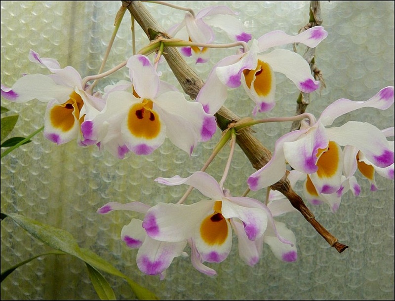 Dendrobium wardianum Dendro48
