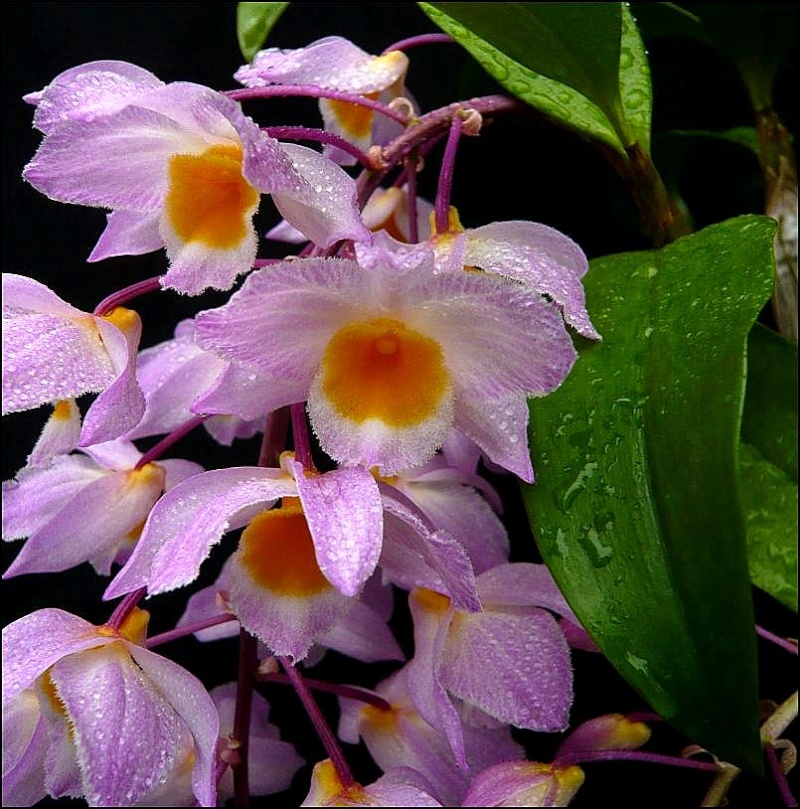 Dendrobium farmeri (variété rose) Dendro51
