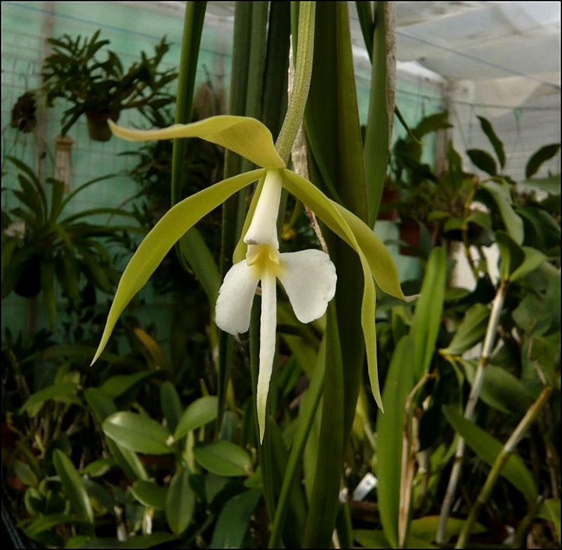 Epidendrum parkinsonianum Epiden17