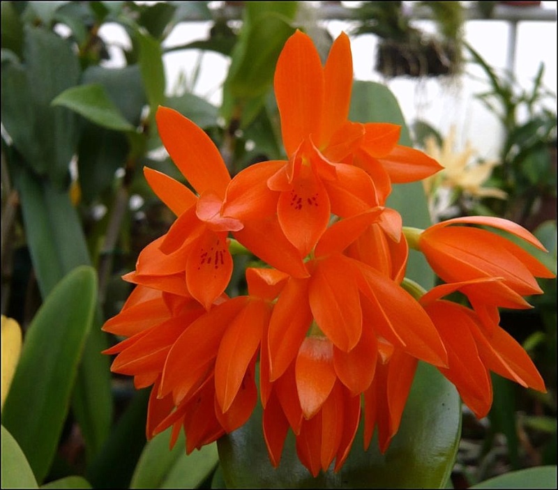 Guarianthe aurantiaca Guaria16