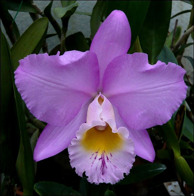 Cattleya Beaumesnil 'Parme' Lc_bea12