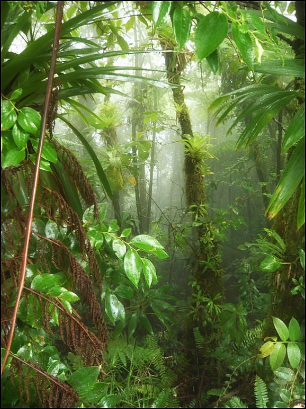 Balade en forêt Guadeloupéenne  Morne_12