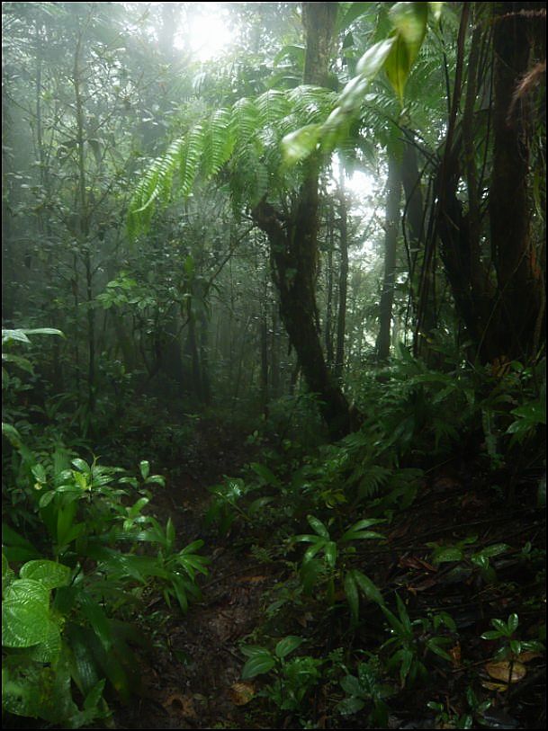 Balade en forêt Guadeloupéenne  Morne_16