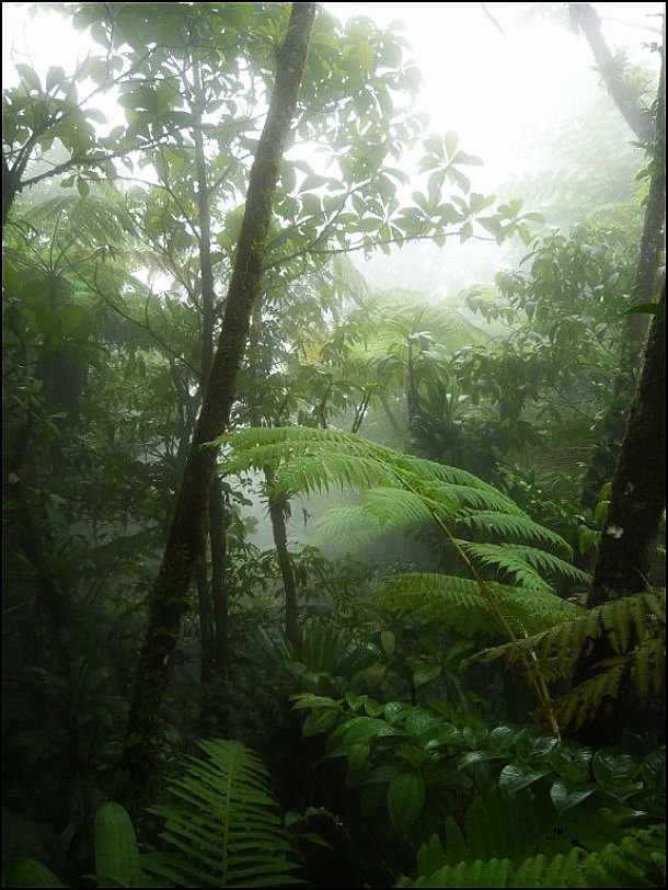 Balade en forêt Guadeloupéenne  Morne_18