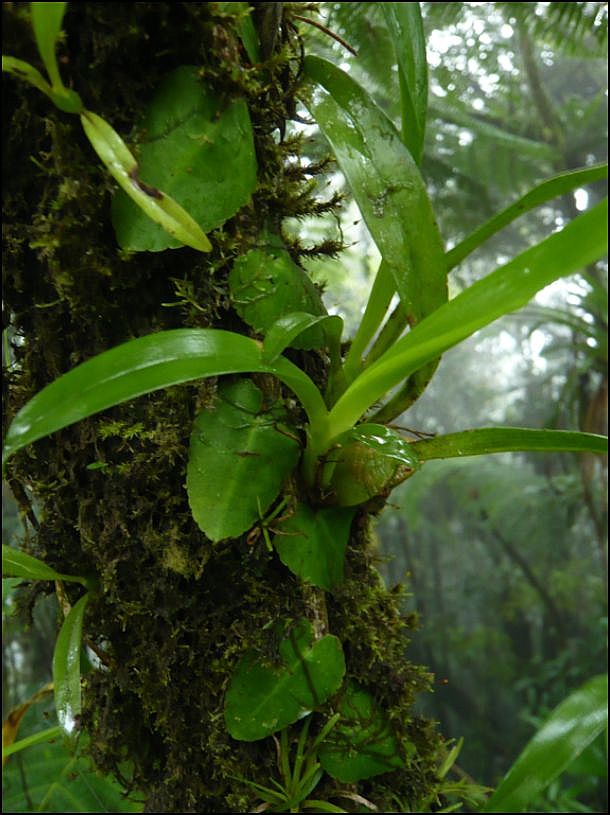 Balade en forêt Guadeloupéenne  Morne_23