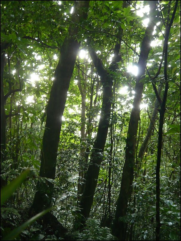 Balade en forêt Guadeloupéenne  Morne_29