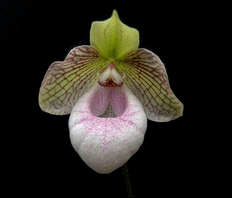 Paphiopedilum Fanaticum (malipoense x micranthum) Paphio18