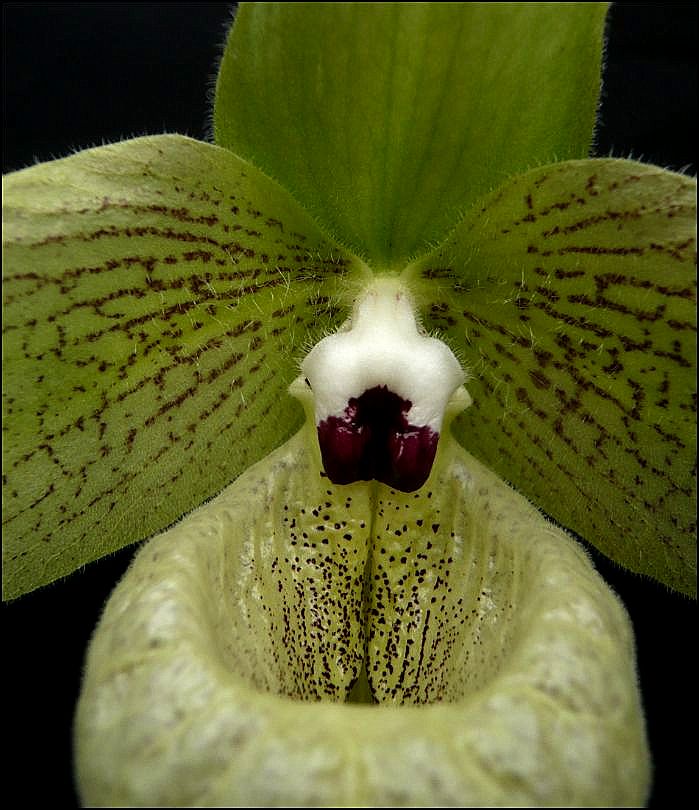 Paphiopedilum malipoense Paphio23