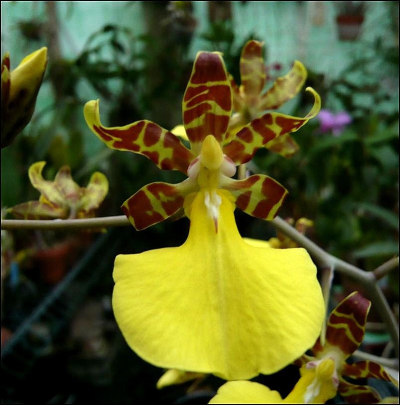 Trichocentrum splendidum Tricho10