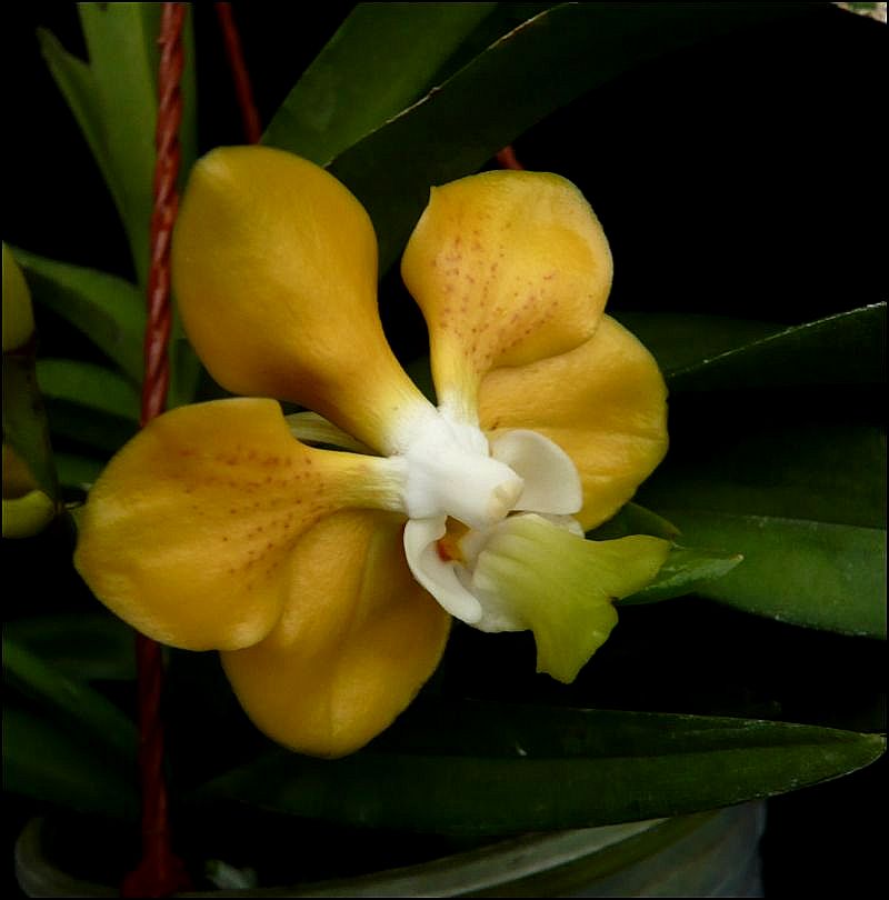 Vanda denisoniana  Vanda_11