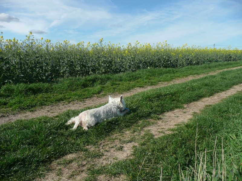 APRIL, westie femelle de 8 ans chez CANI NURSING - Page 6 Balle-10