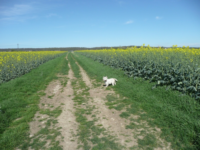 APRIL, westie femelle de 8 ans chez CANI NURSING - Page 6 Champs10