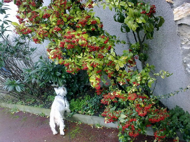 APRIL, westie femelle de 8 ans chez CANI NURSING - Page 4 Mardi-10