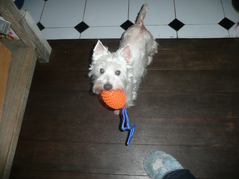 APRIL, westie femelle de 8 ans chez CANI NURSING - Page 4 P1120830