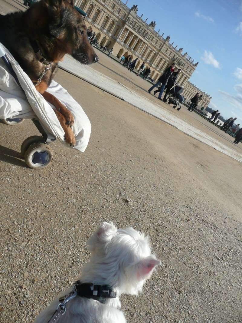 APRIL, westie femelle de 8 ans chez CANI NURSING - Page 4 P1130131