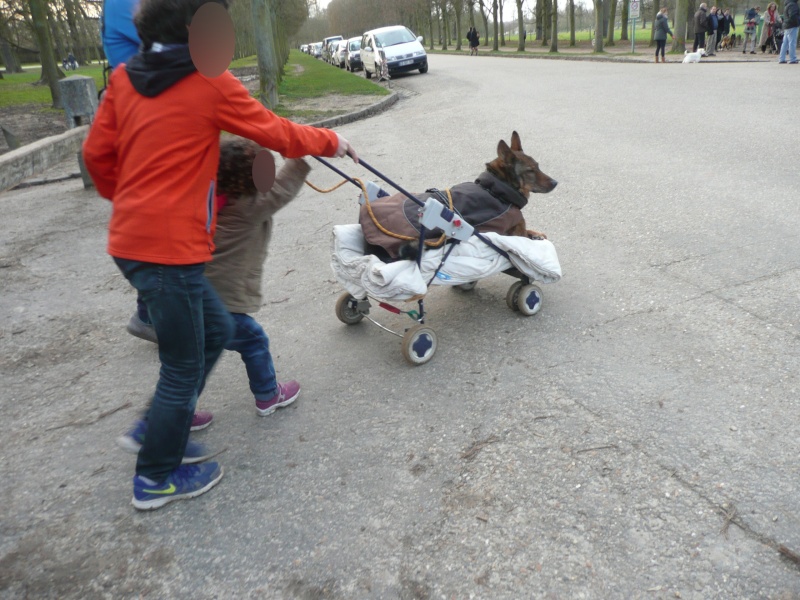 APRIL, westie femelle de 8 ans chez CANI NURSING - Page 4 P1130148