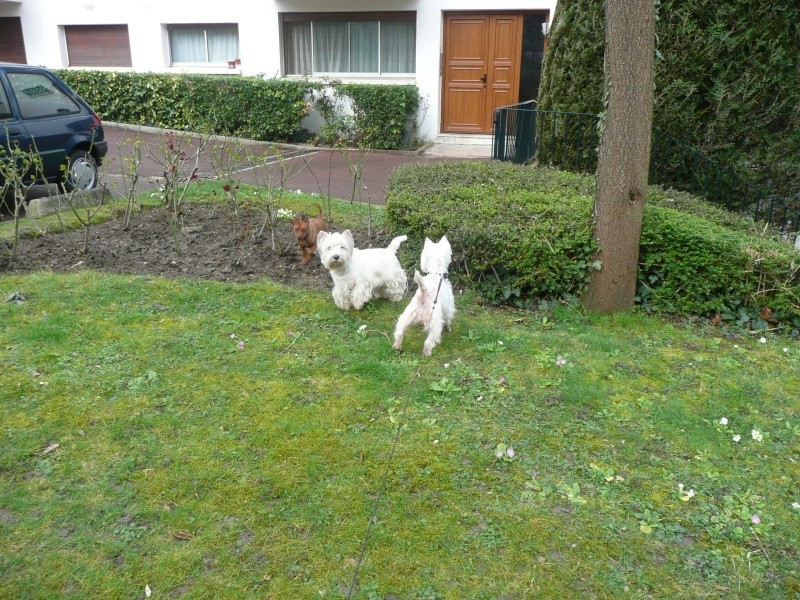 APRIL, westie femelle de 8 ans chez CANI NURSING - Page 4 P1130159