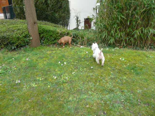 APRIL, westie femelle de 8 ans chez CANI NURSING - Page 4 P1130161