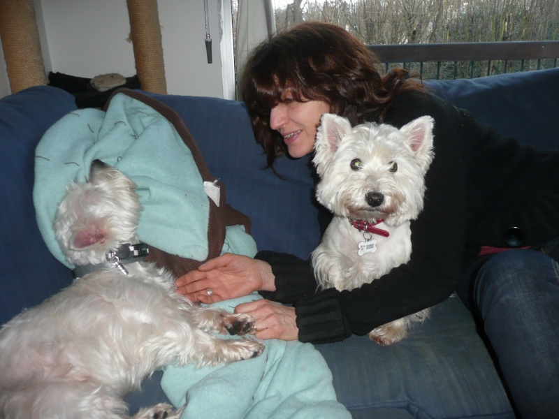 APRIL, westie femelle de 8 ans chez CANI NURSING - Page 4 P1130225