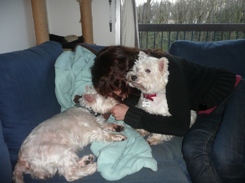 APRIL, westie femelle de 8 ans chez CANI NURSING - Page 4 P1130229