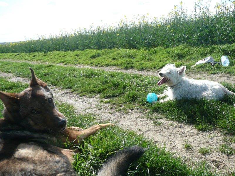 APRIL, westie femelle de 8 ans chez CANI NURSING - Page 6 Trick-12