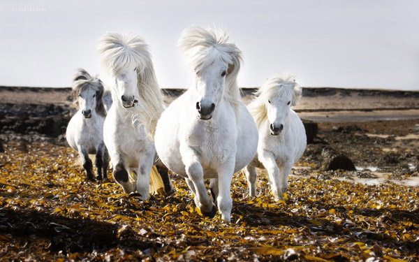 Những chú ngựa đẹp hoang dã, huyền bí Ngam_n23