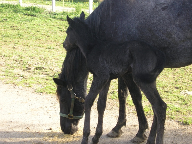 elevage quater horse 100 % fondation nfqha dans le lot  P1010827