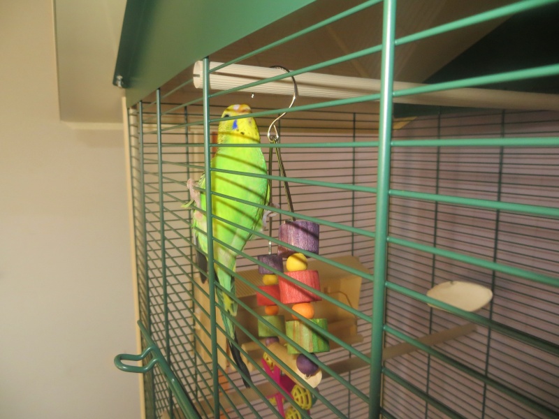 Petit Oiseau, Piwi, Plum & Toufy. Img_1414