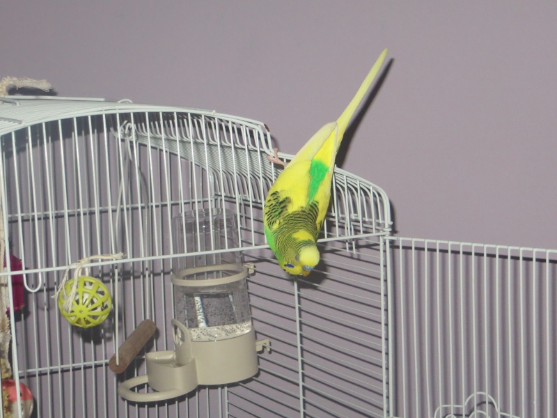 Petit Oiseau, Piwi, Plum & Toufy. Img_1515