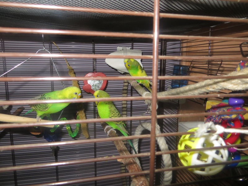 Petit Oiseau, Piwi, Plum & Toufy. Img_1518