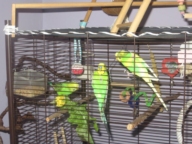 Petit Oiseau, Piwi, Plum & Toufy. Img_1519