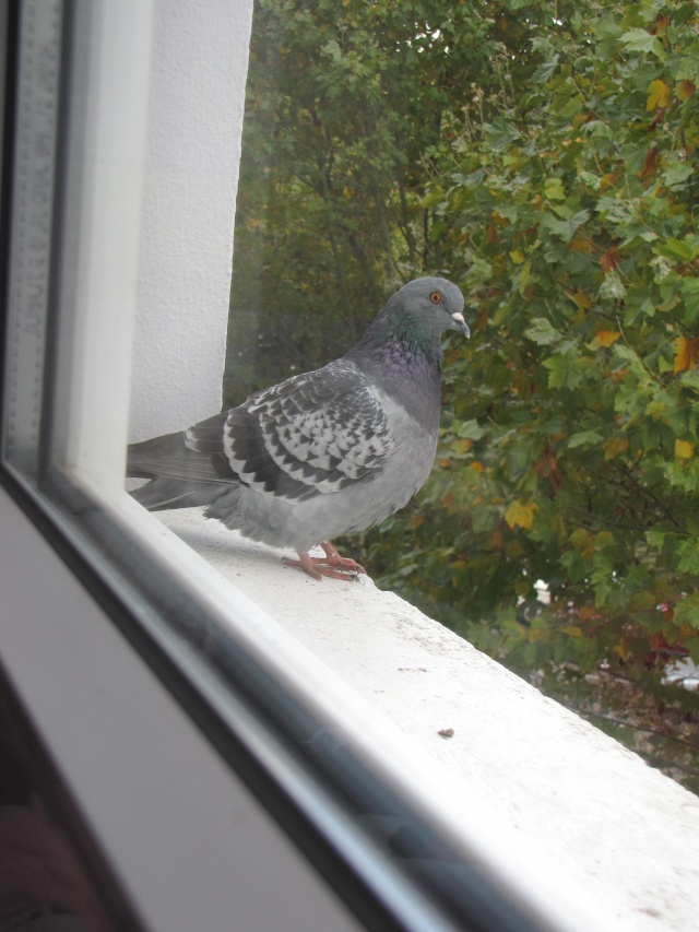 Nid de pigeon sur le balcon - Page 6 Img_4711