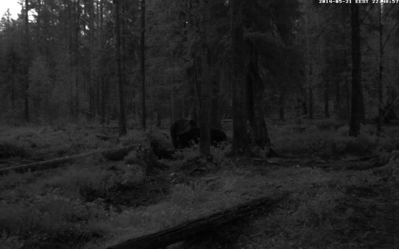 Alataguse Bear Cam 2013 - Page 5 Vlcsn169