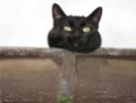 MON GRISOUILLE Chat_d11