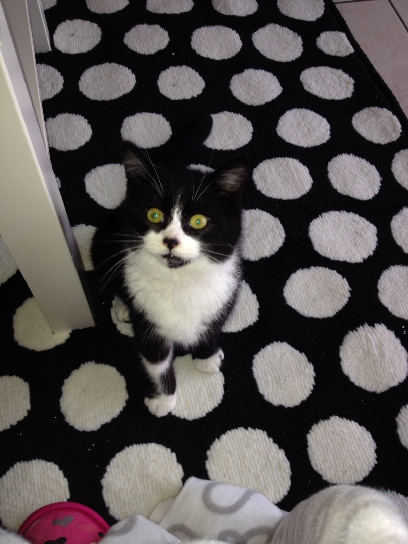 Igor (ex Pomposo ), chaton noir et blanc, né début septembre 2013 Image13