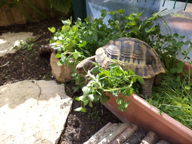 Bien dans mon assiette ! Dsc00624