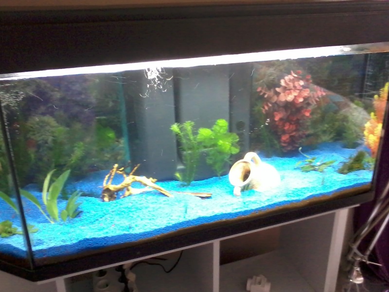 mon nouvel aquarium 240 lts 20140214