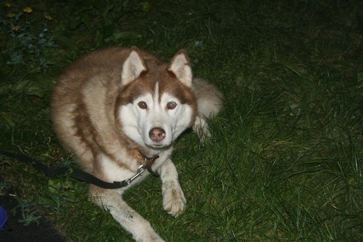   Stirven  CHIEN PERDU HUSKY (M) A HAMEAU DE VILLEMENEUX (REF77)RETROUVE 14712910