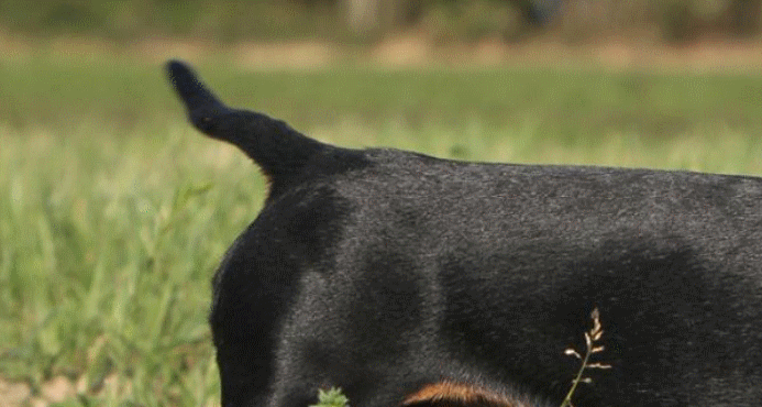 QUIZZ : A quels chiens appartiennent ces queues ? Sans_t20