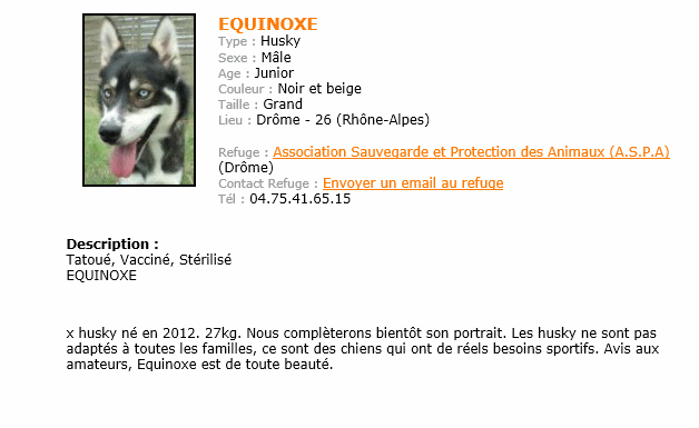 Equinoxe Husky (m) 2012/une vrai beauté REF:26  ADOPTE Sans_t28