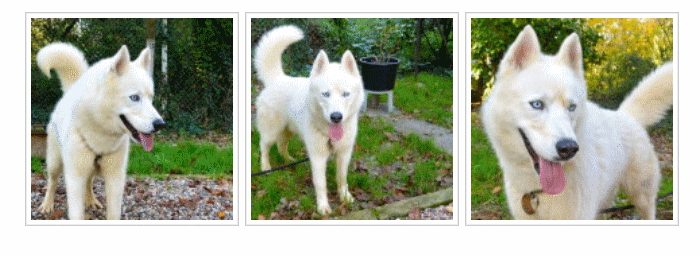 Izoard , rebaptisé Gwayak; Sibérian Husky, blanc/yeux bleu, pas de congénères REFU47 ADOPTE Sans_t78
