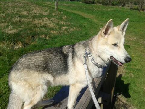 Apache X Chien Loup Tcheque 7 Mois Part40 Adopte