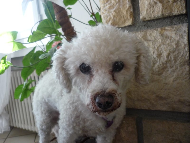 RICK BICHON FRISE MALE 14 ANS ADOPTE PAR OLIVIA42 - Page 2 P1070125